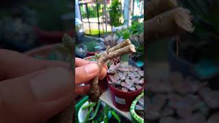 Succulent plant succulents plants cactus propagation homegarden tips care [upl. by Phila]