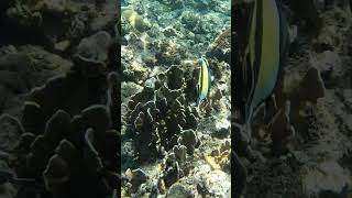 Zanclus cornutus Moorish Idol maskerwimpelvis scubadiving fish discoverscubadiving travel [upl. by Hplar900]