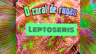 Coral Leptoseris E seus cuidados [upl. by Airdua]