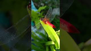 Redveined Darter [upl. by Norward]