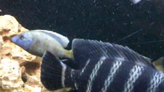 venustus cichlids breeding time [upl. by Einor]