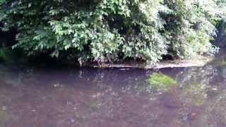 Chub Feeding on the River Wandle [upl. by Ellerrad364]