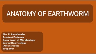 ANATOMYANATOMY OF EARTHWORMMORPHOLOGY OF EARTHWORMVERMITECHNOLOGY [upl. by Ase]