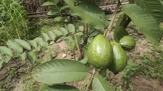 ইউরেকা লেবু এবং এলাহাবাদী পেয়ারার গ্রাহকদের প্রতিক্রিয়া।নবীন কিষাণ বায়ো টেকনোলজিস কোম্পানি I [upl. by Derfla]