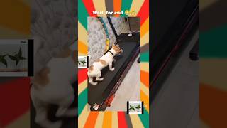 Funny dog thread mill walkingtrending viralvideo [upl. by Janelle]