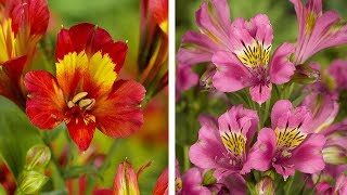 How to Plant Alstroemeria Peruvian Lily Summer Garden Guide [upl. by Philbo]