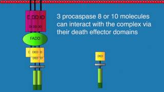 The extrinsic pathway of apoptosis [upl. by Sharia744]