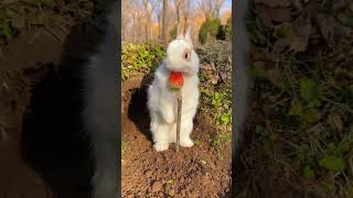 Fluffy Bunnys Hilarious Fruit Snack Challenge🍓🐰Too Cute to Miss cuterabbit youtubeshorts viral [upl. by Concordia]