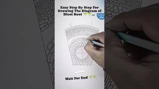 Easy step by step for drawing the diagram of dicot root art drawing [upl. by Oitaroh]