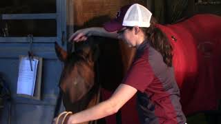 Mississippi State Extension Equine Hippology VideoItem Identification [upl. by Enahc]