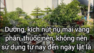 Dưỡng kích nút nụ mai vàng phân thuốc nên không nên sử dụng từ nay đến ngày lặt lá ngừa vàng lá [upl. by Relyc732]