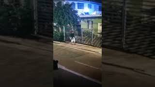 Man Caught Scoping Out Houses  Trinidad  Share Video For Safety Purposes [upl. by Nahsyar86]