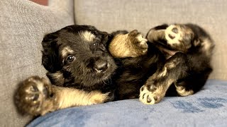 Shepadoodle Puppies Eat Play Sleep at Four Weeks Old [upl. by Barbi]