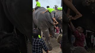 ചാടി കയറി 🔥 kalidasan elephant [upl. by Hanima]