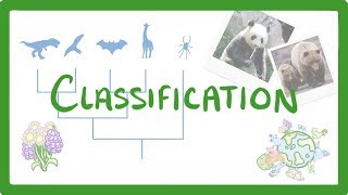 GCSE Biology  Classification 80 [upl. by Tereve]