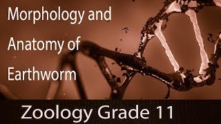 Structural Organization In Animals  Earthworms Morphology amp Anatomy  Overview  Part 3 [upl. by Eekcaj]