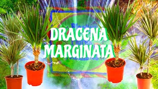 🙋DRACAENA MARGINATA O DRÁCENA SUS CUIDADOS🤗🌺🌺🌼🪴🌿 [upl. by Lahcsap]