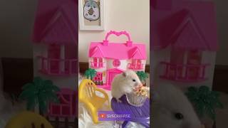 Hamster amp Cat Fun Click to watch the full version cute shorts viralvideo [upl. by Anita]