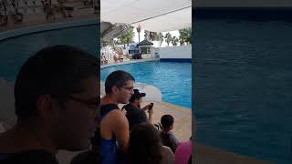 Dolphin days seaworld funny dolphins playing ball for Like Nastya world shorts viralvideo [upl. by Ynes761]