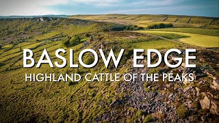 HIGHLAND CATTLE of BASLOW EDGE  VISIT PEAK DISTRICT NATIONAL PARK UK [upl. by Attaymik]