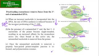 DNA replication chapter 9 lecture 5 watson summary series Exonuclease proofreading activity [upl. by O'Donnell]