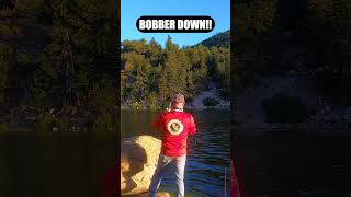 BOBBER DOWN Slipbobber Fishing fishing troutfishing californialake [upl. by Nosak42]