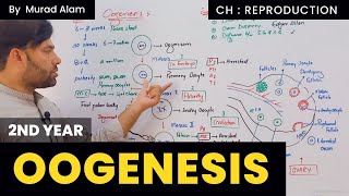 OOGENESIS Inter Part II in Pashto The Home of Science [upl. by Buffy802]