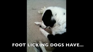 ALLERGY FOOT LICKING BORDER COLLIE [upl. by Davison]