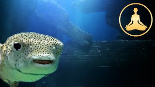 Cute Fish Pufferfish Blowfish Globefish [upl. by Norrv134]