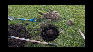 How to plant a fig tree in clay soil [upl. by Quickman354]