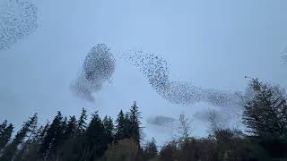 Murmuration of starlings [upl. by Paley476]