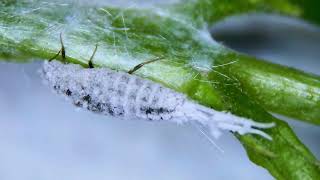 Pseudococcidae cochenille farineuse [upl. by Dalia]