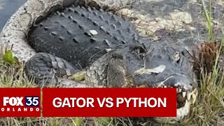 Alligator vs python fight caught on camera in the Florida Everglades [upl. by Peh]