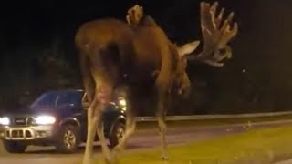 Don’t moose around Clip of moose walking down road in Alaska gets 15mln hits on Facebook [upl. by Eigriv620]