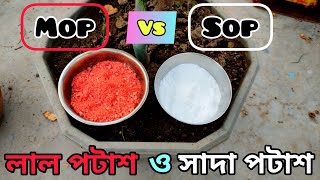 Sulphate of Potash Npk 0 0 50 Vs Muriate of Potash potassium chloride  লাল পটাশ ও সাদা পটাশ [upl. by Mountfort]