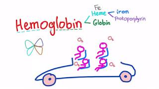 Hemoglobin Structure Whats In Your Red Blood Cell [upl. by Ymereg610]