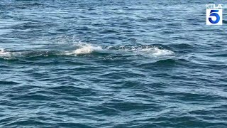 Orcas attack gray whale calf off California coast [upl. by Ginnifer]