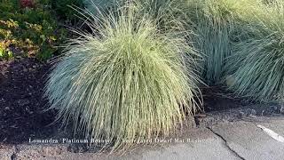 Lomandra Platinum Beauty [upl. by Edasalof]