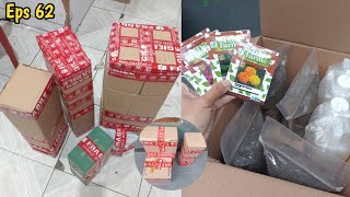 kirim bibit tanaman kale  kirim paket bibit kompos dan benih  Pindah tanam tanaman di ke di kebun [upl. by Foster]