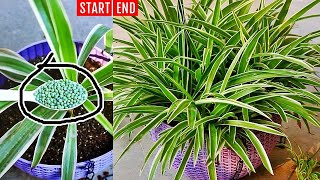 My SECRETS To Make SPIDER Plant BUSHY 100 Success [upl. by Joanie]