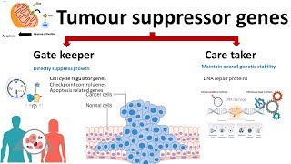 6 Tumour Suppressor Genes Retinoblastoma and the two hit hypothesis p53 [upl. by Itsirk]