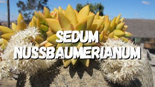 Sedum Nussbaumerianum Tudo Sobre Essa Suculenta [upl. by Tigges]