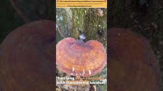 🍄✨ The Mystical Reishi of the Southeast Ganoderma curtisii ✨🍄 [upl. by Lyell]