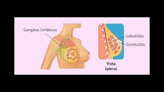 Fisiopatología del Cáncer de mama [upl. by Evie]