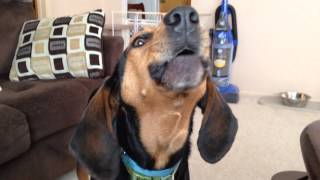 Walker the coonhound sings the song of his people [upl. by Anele830]