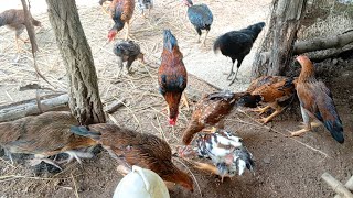 Raising chickens in a rural and family style chicken eat rice food [upl. by Enrahs]