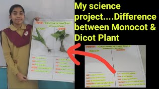 My Science ProjectDifference between Monocot amp Dicot plant [upl. by Attevroc]