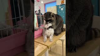 animal friendshipdogcatpetsanimalsBest funniest animal videos of the week2024kittenfunny cat [upl. by Tebasile]