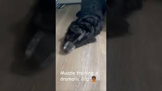 Muzzle training a dramatic dog🤦🏾 [upl. by Ogires]