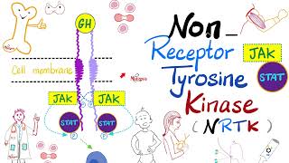 JAKSTAT Pathway — Nonreceptor Tyrosine Kinase NRTK  Cell Signaling  Endocrinology Playlist [upl. by Anitsim699]